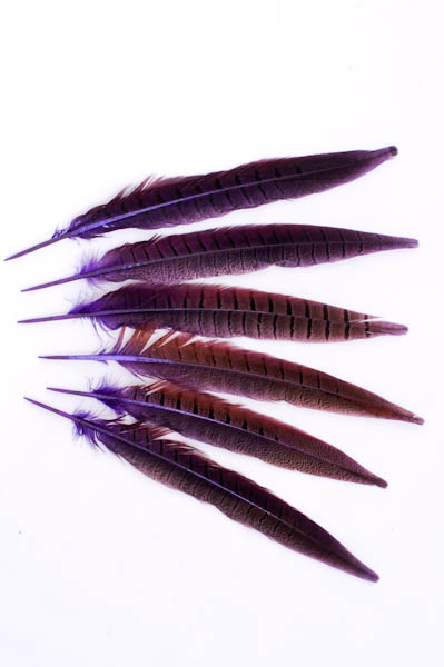 Faisan de Colchide - 20-30 cm - violet